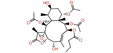 Excavatoid M